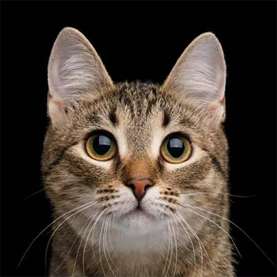 射击狮家的猫