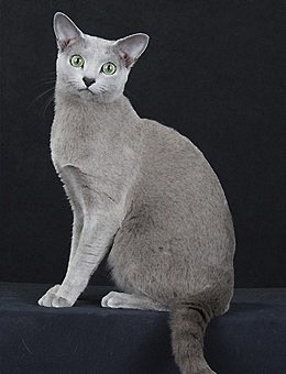俄罗斯蓝猫