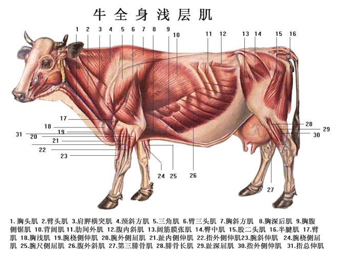 牛全身浅层肌肉jpg
