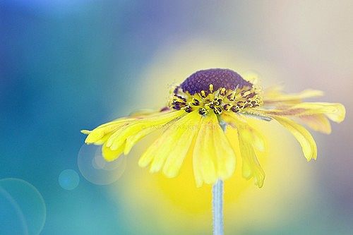 Jacky Parker的花朵摄影图片 ...