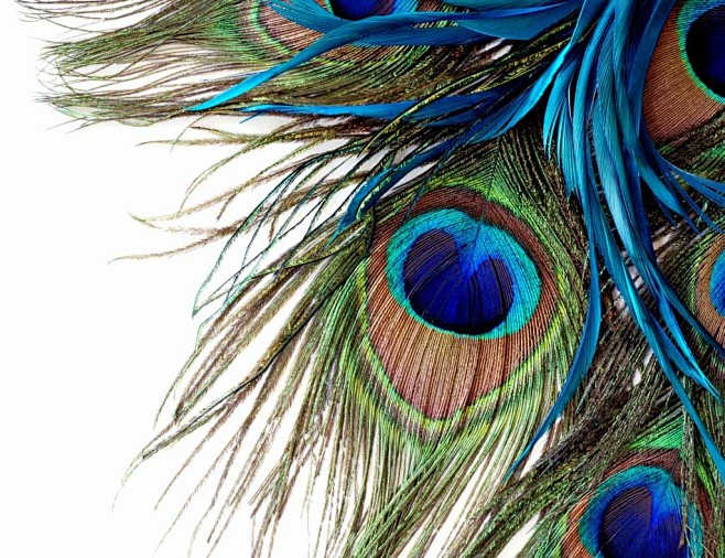 羽毛翅膀飞翔翎羽背景动物孔雀