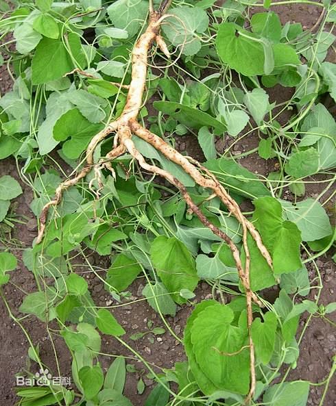 党参有增强免疫力扩张血管降压改善微循环增强造血功能等作用