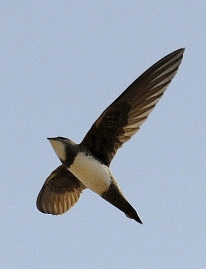 雨燕目雨燕科高山雨燕属高山雨燕腹部