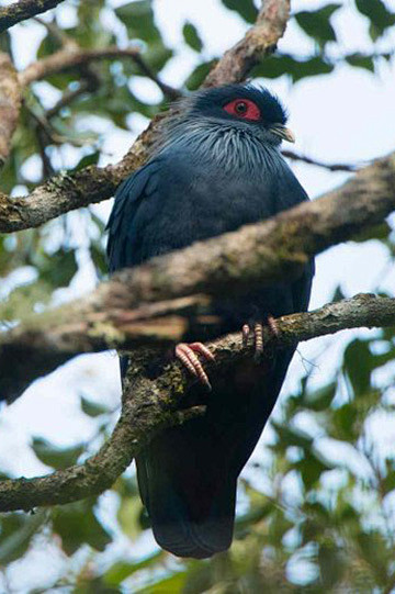 鸽形目鸽鸠科蓝鸠属马岛蓝鸠