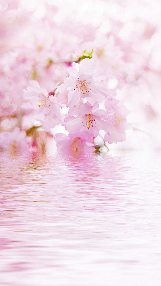 樱花水波h5背景素材