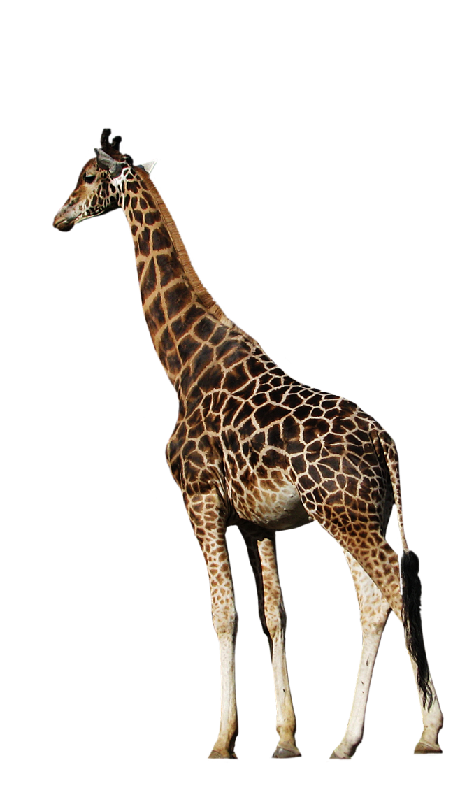 幸运种子从雪悠转采于2021-12-29 10:03:53长颈鹿动-动物-照片-图鉴