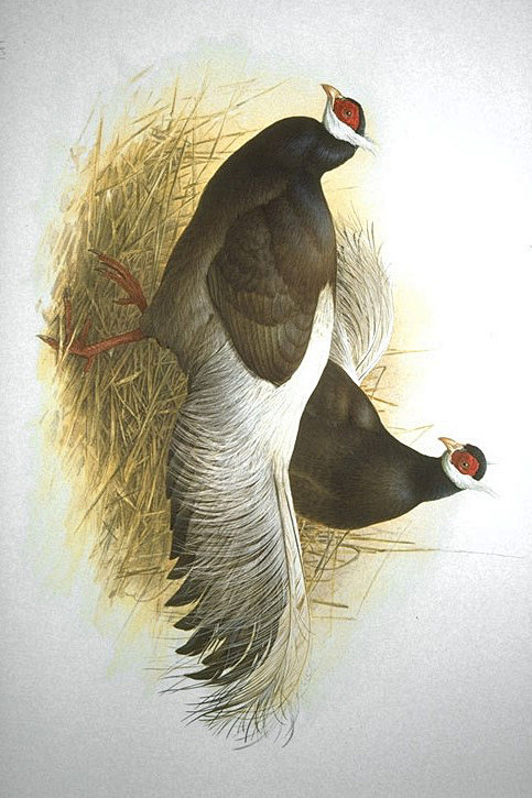 鸡形目雉科马鸡属褐马鸡