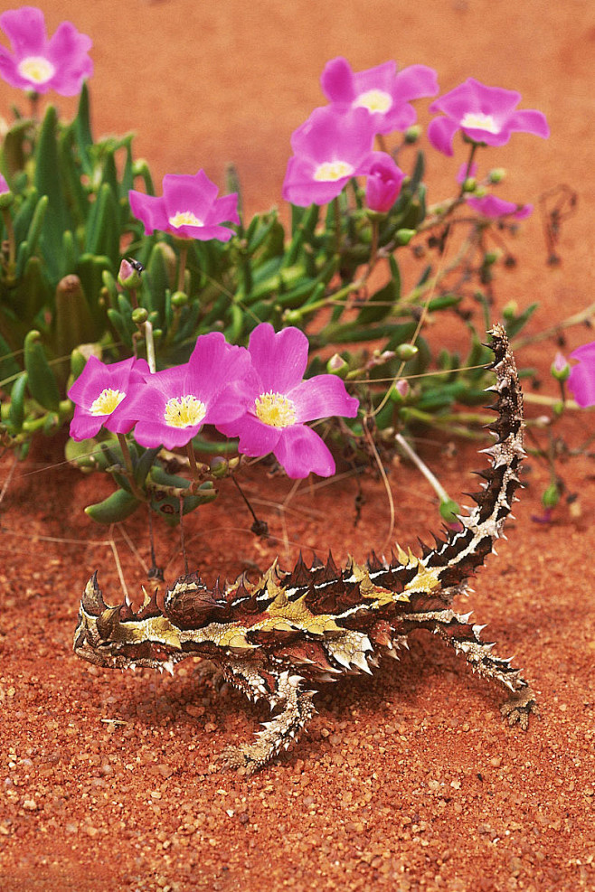 蜥蜴目·鬣蜥亚目·鬣蜥科·魔蜥属:魔蜥