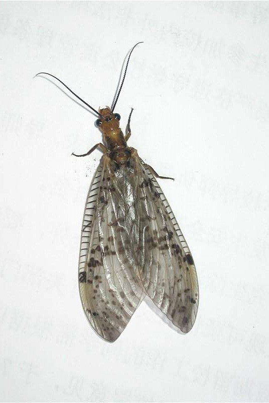 广翅目齿蛉科齿蛉