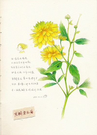 夜明之从糊图党转采于2012-03-27 12:49:18重瓣金光菊1喜欢手绘夜明之