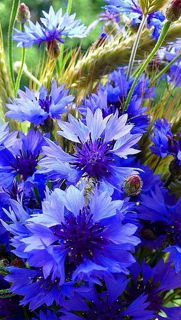 cornflowers