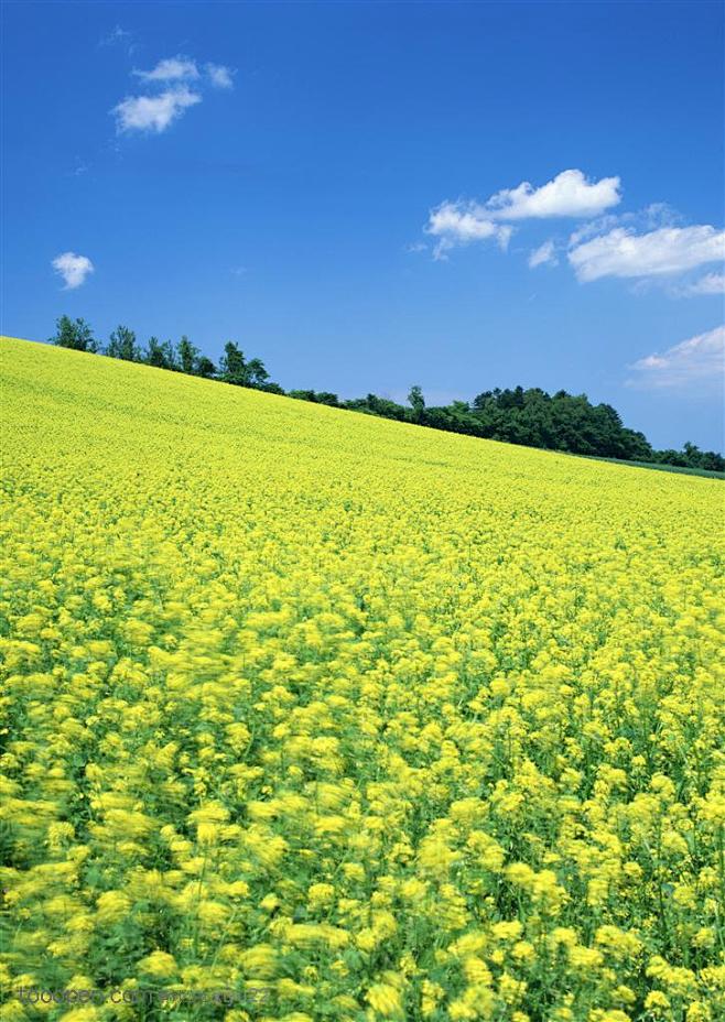 金色油菜花地