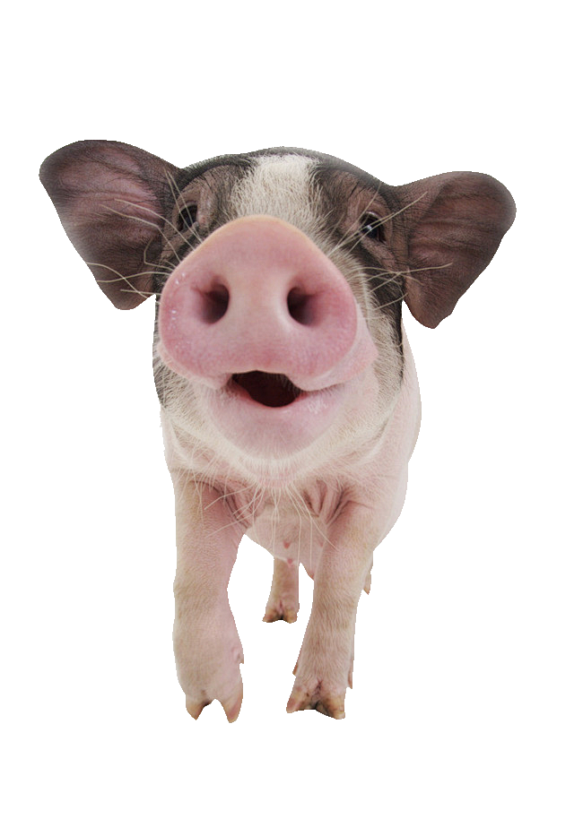 inside888从我把零食分你一半转采于2021-01-27 18:00:23猪动物inside