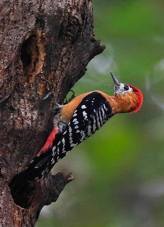 00:48:47棕腹啄木鸟:鸟纲,国家三级保护动物鸟类百科白虎陆吾该采集也