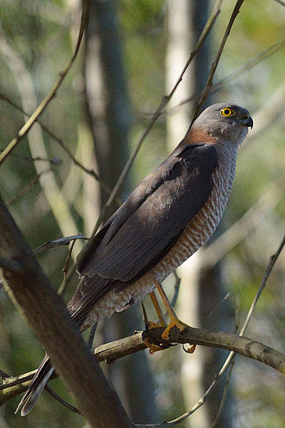 鹰形目鹰科鹰属领雀鹰