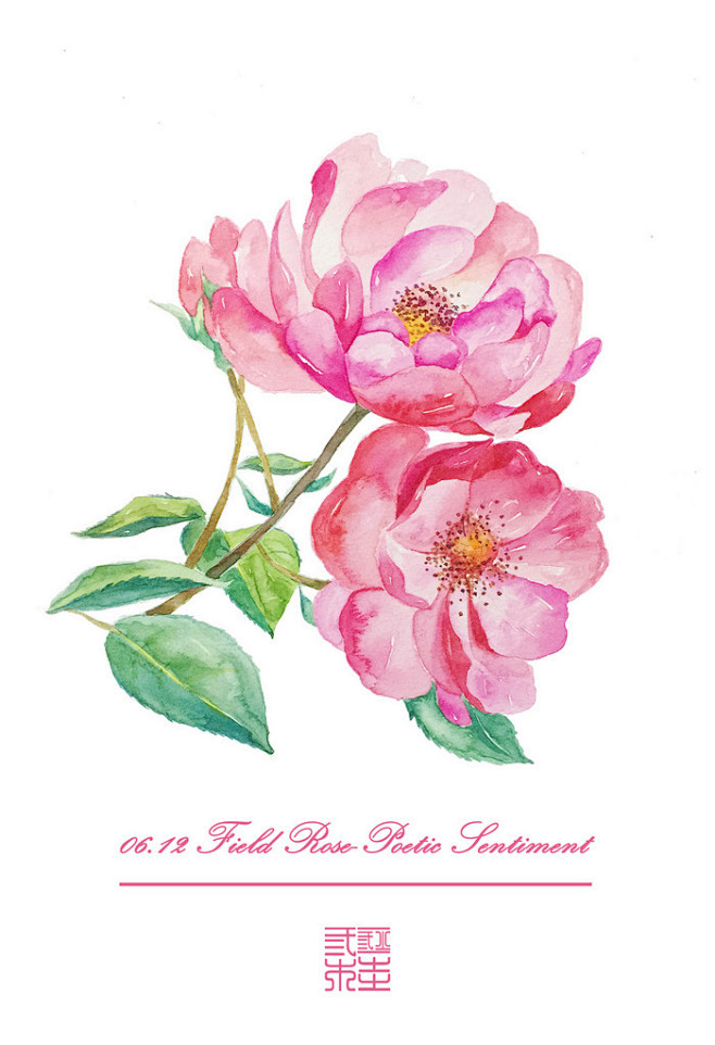 野蔷薇fieldrose花语浪漫poeticsentiment