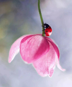 ·菩提心·采集到《花影迷离》