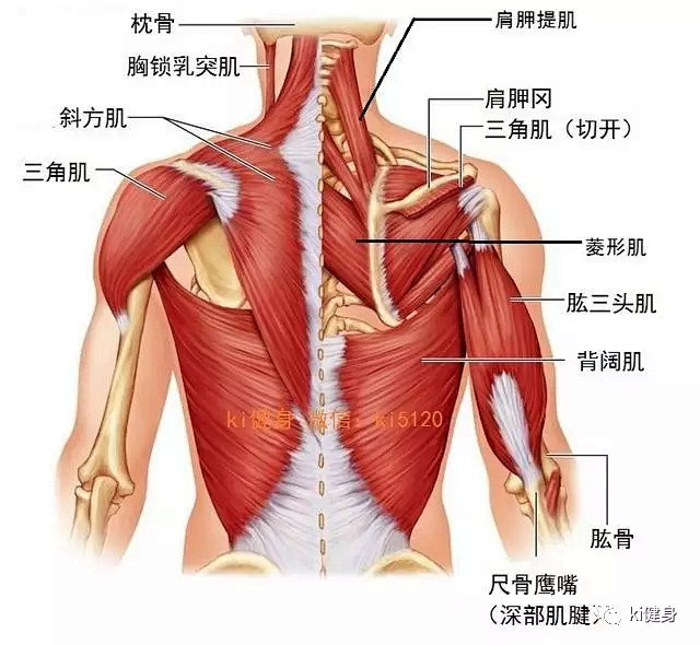 颈肩背部肌肉解剖图片图片