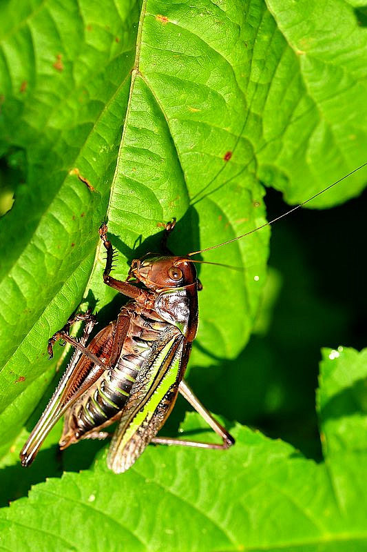 直翅目螽亚目螽斯总科螽斯