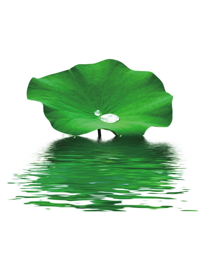 16:15:41荷花png 免扣透明底植物 出水芙蓉 粉色花朵 荷叶单个素材蛐