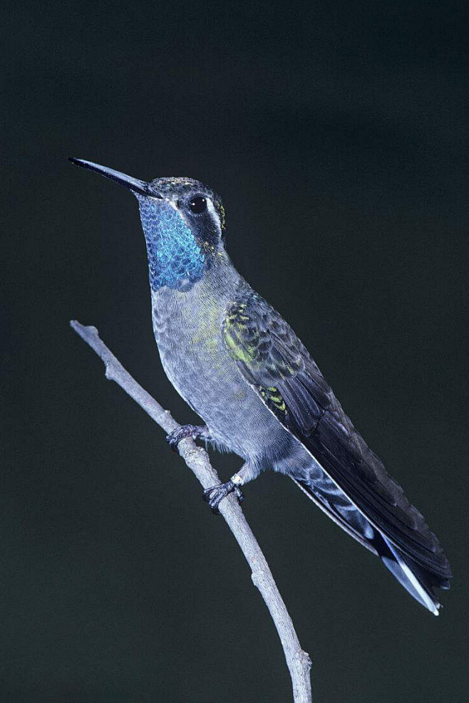 youzoudaokou从紫色曼陀罗雅轩画廊转采于2020-08-1