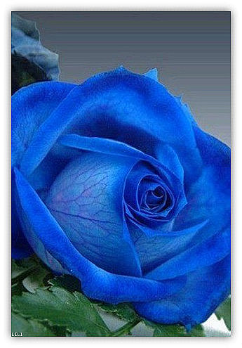 花玫瑰蓝色妖姬