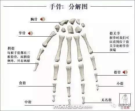 人體骨骼圖人體骨骼結構圖人體骨骼解剖圖