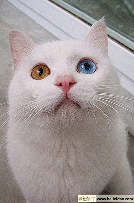 混血猫咪看眼睛