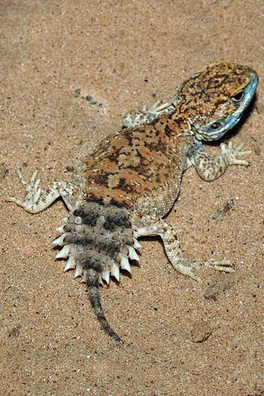 蜥蜴目美洲鬣蜥科盾尾蜥属盾尾蜥