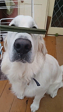 209_371gif 动态图 动图