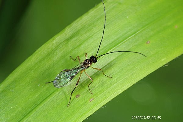 小茧蜂小巧而敏感放大看也很壮观