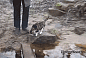 Cat walking wet bridge