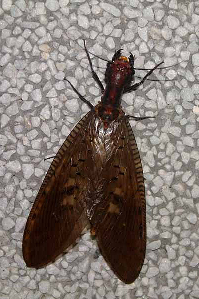 广翅目齿蛉科齿蛉