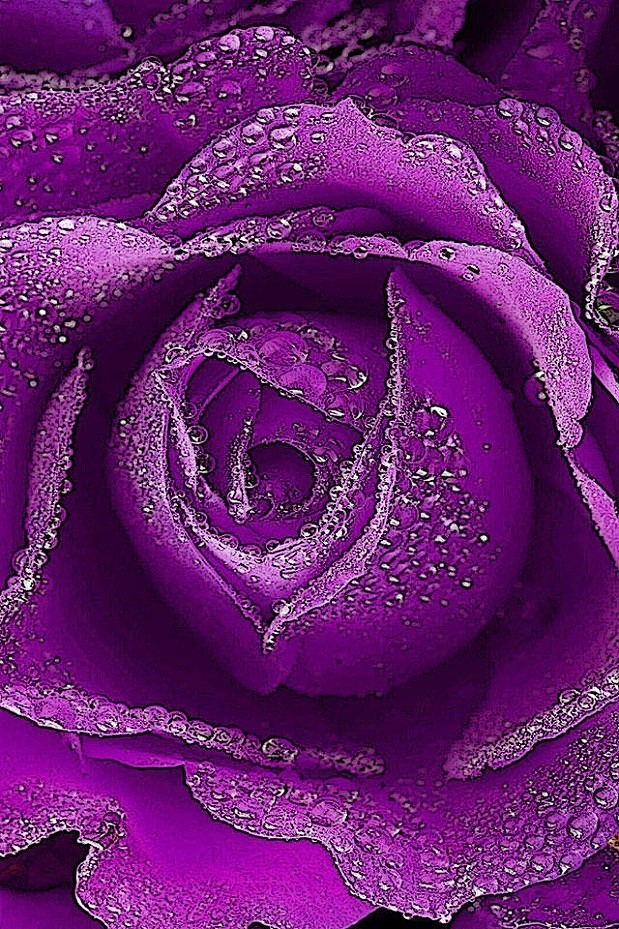 紫色的手机壁纸玫瑰图片