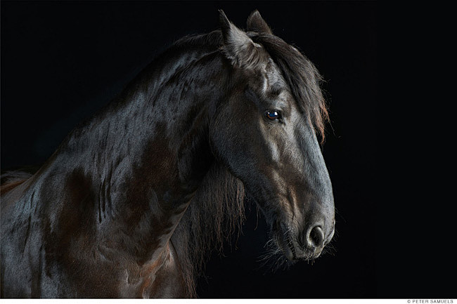 petersamuels马摄影欣赏