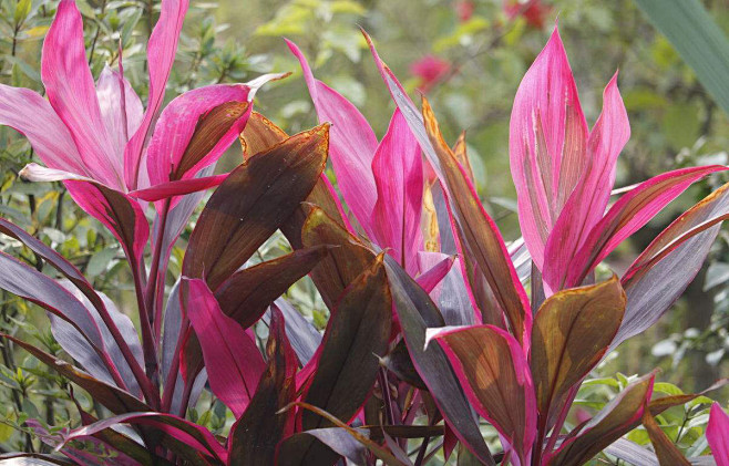 16朱蕉1别名铁树千年木朱竹红叶铁树株高13m丛生常绿灌木喜光不耐荫