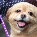 mydoglele
