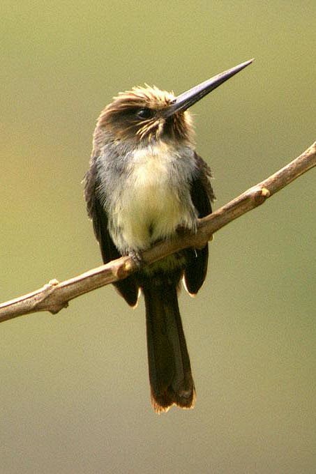鴷形目鹟鴷科三趾鹟䴕属三趾鹟鴷