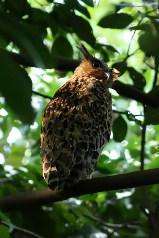 鸮形目鸱鸮科所罗门鸮属马来渔 