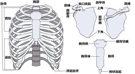 作画教程人体结构胸部的介绍和女性胸部的画法合计很有参考价值推荐给