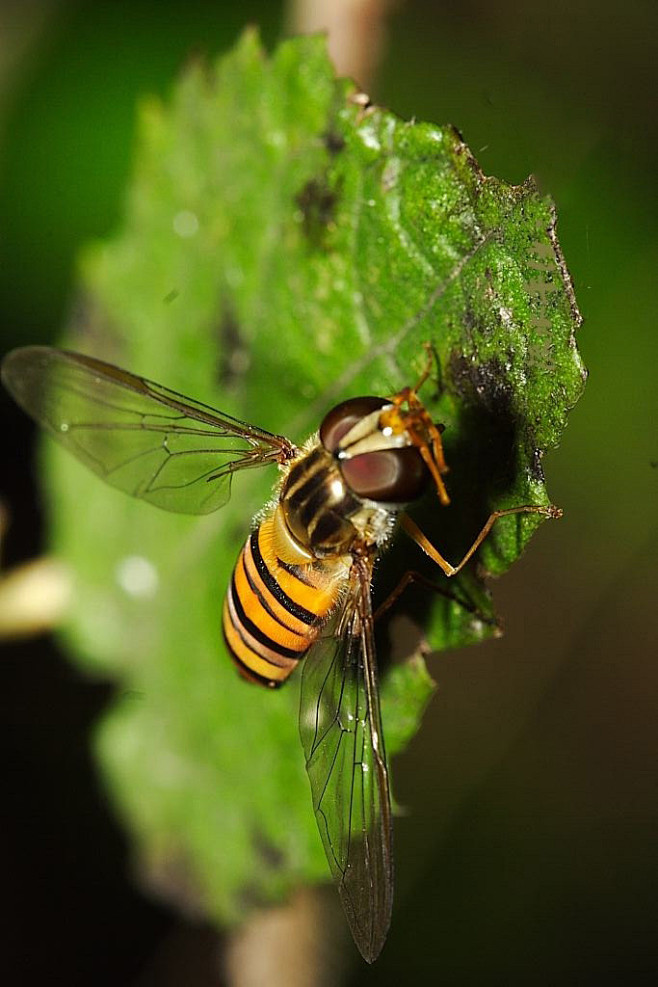 双翅目芒角亚目食蚜蝇总科食蚜蝇