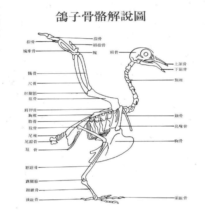 鸽子