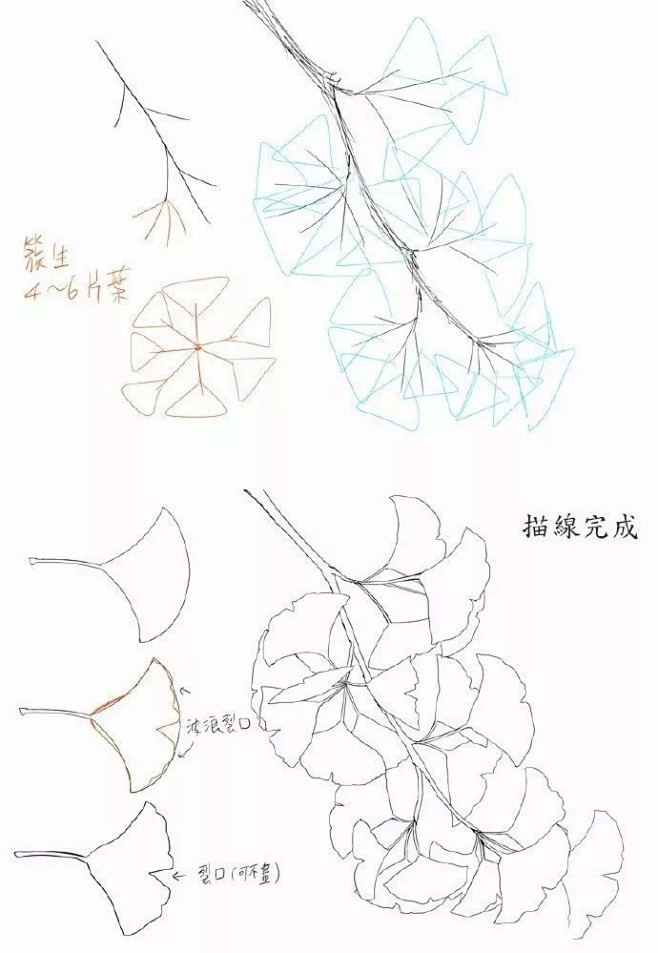 绘画教程如何画出金黄的银杏叶子附应用实例
