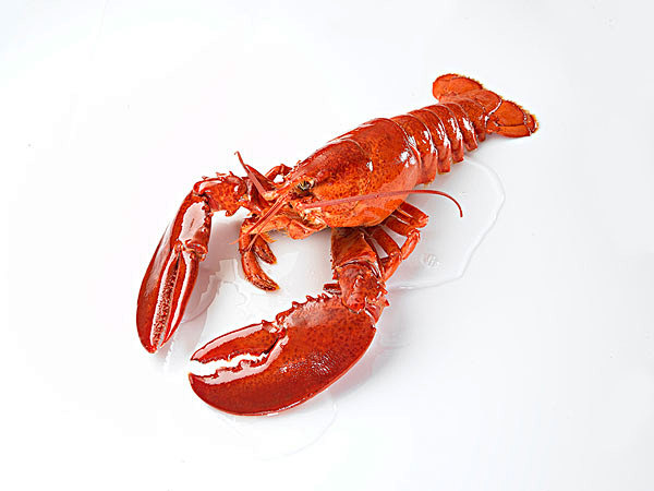 龙虾图片