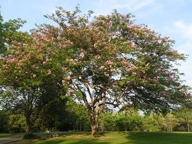 粉花山扁豆