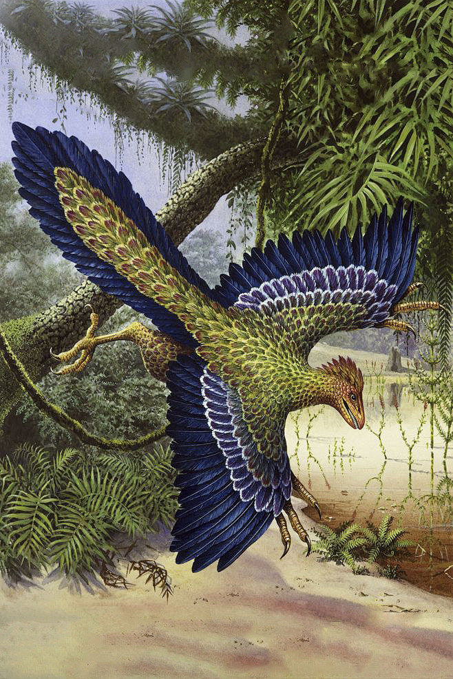 古鸟目始祖鸟科始祖鸟属始祖鸟