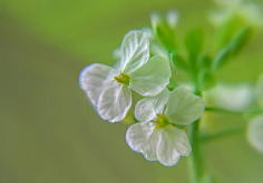 ·菩提心·采集到《花影迷离》