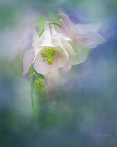 ·菩提心·采集到《花影迷离》