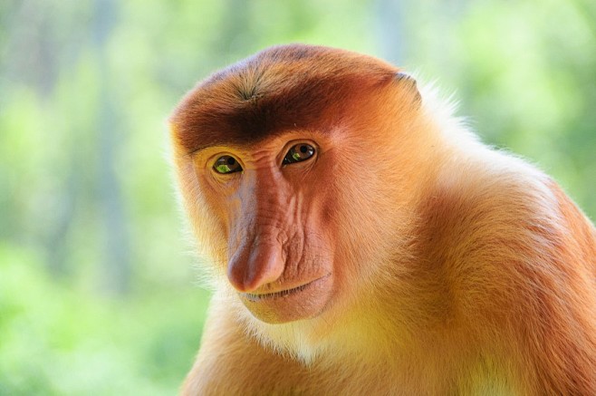 长鼻猴图片超搞笑动物长鼻猴图片