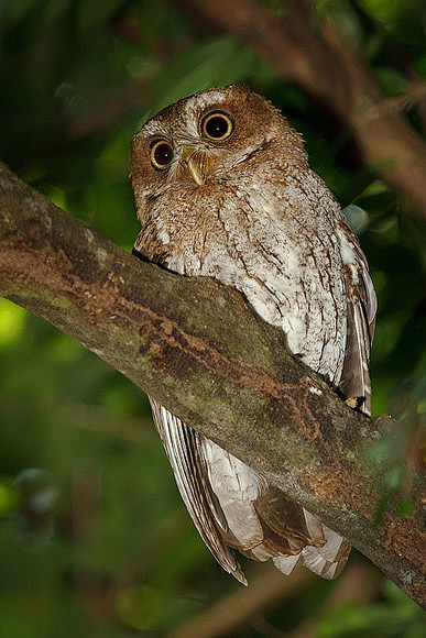 鸮形目鸱鸮科鸣角鸮属珠眉角鸮